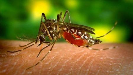 Lee más sobre el artículo Sojización y dengue, una mancha más para el complejo sojero